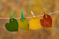 Feuilles d'automne colorées sur la corde à linge