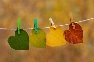 Kleurrijke herfstbladeren aan de waslijn van PHOTOGENIQUE