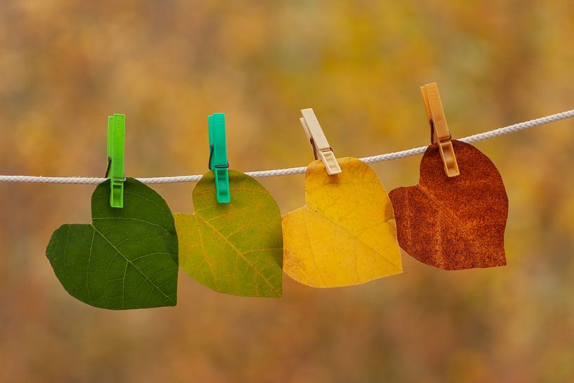 Buntes Herbstlaub auf der Wäscheleine von PHOTOGENIQUE
