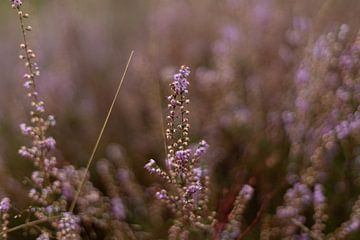 Paarse heide in bloei