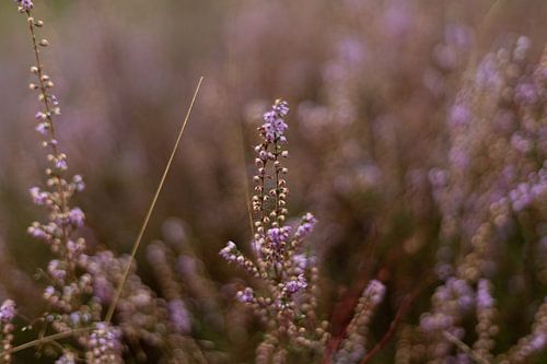 Purple heather in bloom