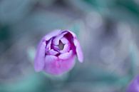 Purple pink tulip seen from above by Marcel van den Bos thumbnail