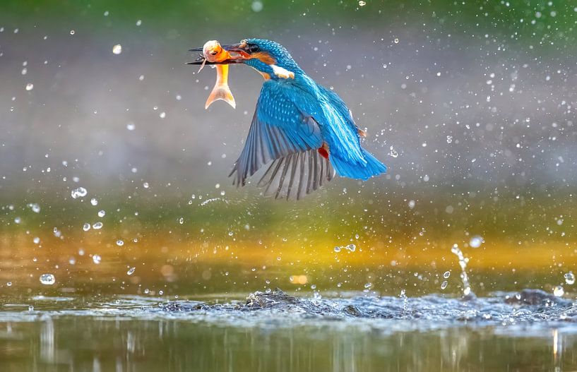 Eisvogel mit Fisch im Scheinwerferlicht von Harry Punter