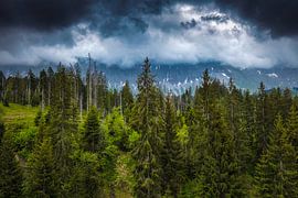 ALPENWALD by Simon Schuhmacher