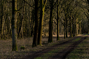 Oostvaarders plassen