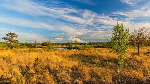 Avondlicht in Nationaal Park Dwingelderveld