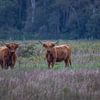 Schotse Hooglanders van Karin van Rooijen Fotografie