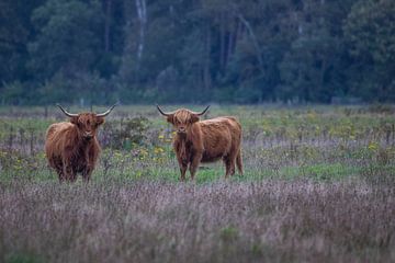 Schotse Hooglanders van Karin van Rooijen Fotografie