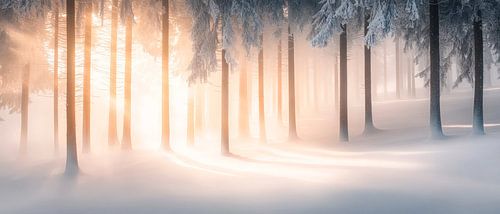Winterlicher Morgenwald