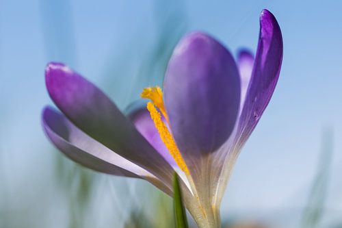 Violette Tulpe