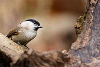 Mésange nonnette