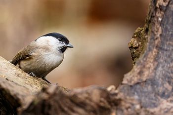 Mésange nonnette