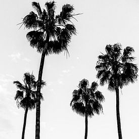 Palmen schwarz-weiß von Malou van Gorp