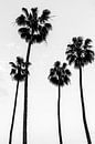 Palmen schwarz-weiß von Malou van Gorp Miniaturansicht
