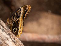 Grote bruine vlinder op een tak. De Latijnse naam van deze vlinder is Caligo Atreus