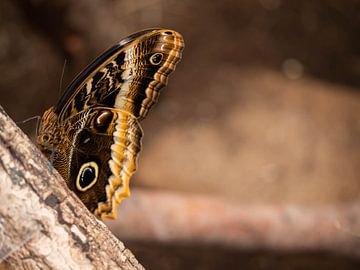 Grote bruine vlinder op een tak. De Latijnse naam van deze vlinder is Caligo Atreus van Linda van der Meer