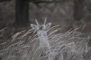 Alert young shy fallow deer by Laurens Balvert