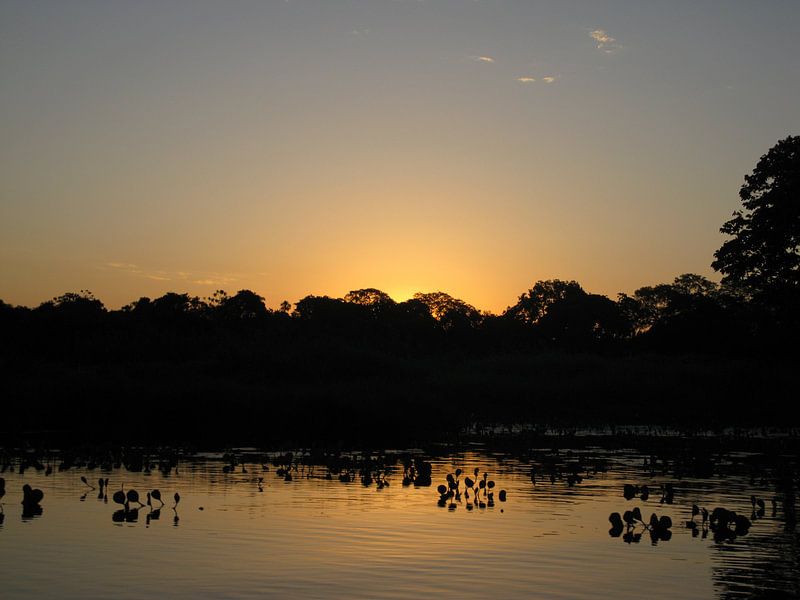 Pantanal Brazilië  van Bart Muller