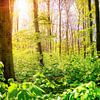 Grüner Wald im Frühling mit strahlender Sonne im Hintergrund von Günter Albers
