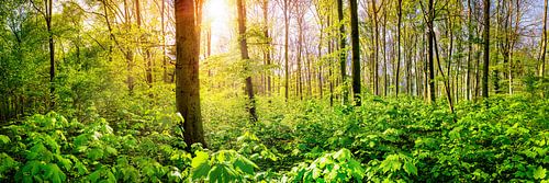 Grüner Wald im Frühling mit strahlender Sonne im Hintergrund von Günter Albers