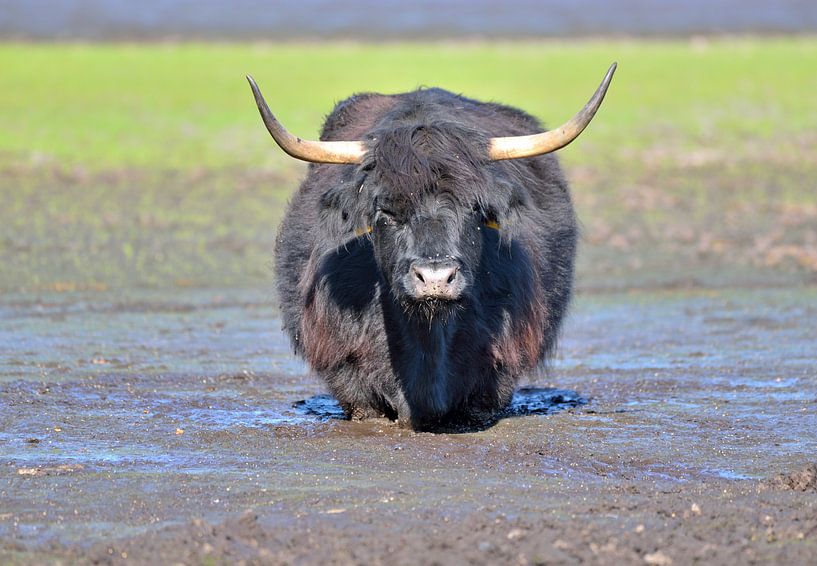 hooglander in de modder by Petra De Jonge