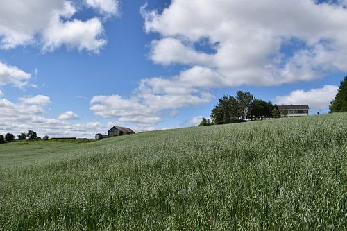 Ein Haferfeld im Sommer