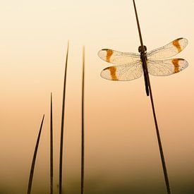 Banded darter by Vincent de Jong