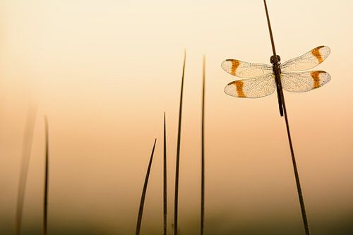 Banded darter