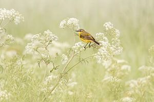 Gele kwikstaart vogeltje op fluitenkruid van KB Design & Photography (Karen Brouwer)