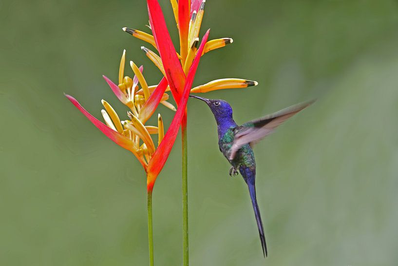 Beija-flor-tesoura von Ronald Gruijters