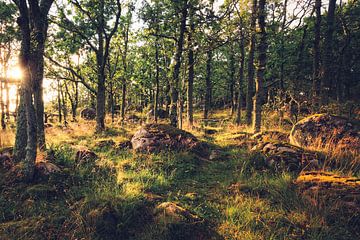 Waldpfad in Schweden von Skyze Photography by André Stein