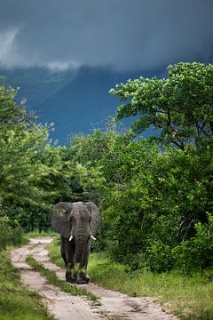 Elephant in Hoedspruit by Paula Romein