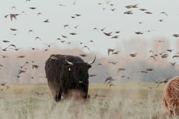 Schotse Hooglanders in de Nederlandse Duinen van Anne Zwagers