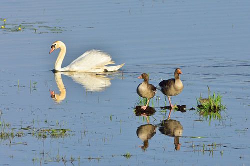 Oies grises et cygne tuberculé
