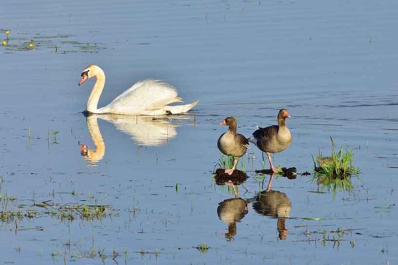 Greylag geese and mute swan by Karin Jähne
