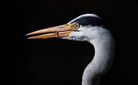 Portrait of a heron by Marvin Timmerman
