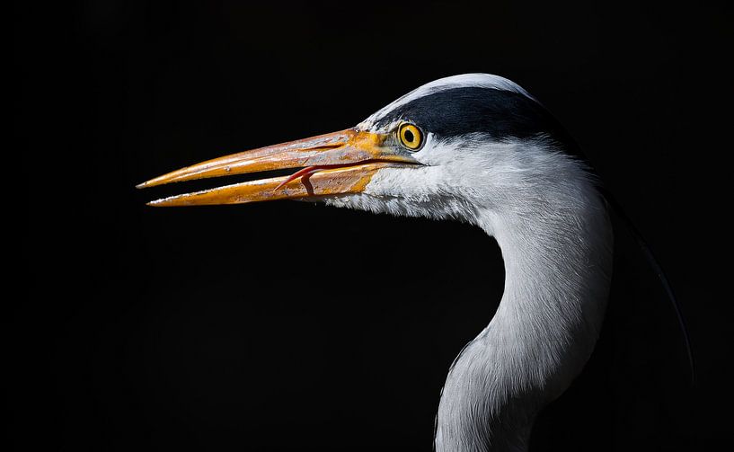Portrait of a heron by Marvin Timmerman