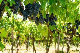 Grapes Vine from Tuscany by Leo Schindzielorz