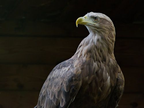 Adelaar zijaanzicht.