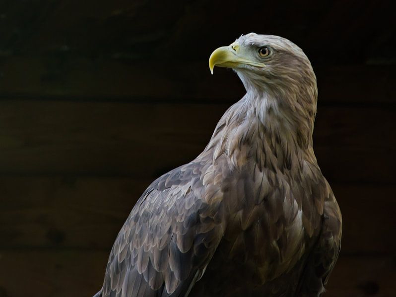 Adelaar zijaanzicht. by Cilia Brandts