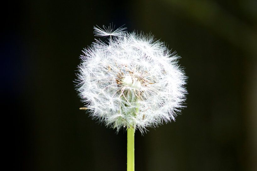 Paardenbloem / Flower von Karin leijen