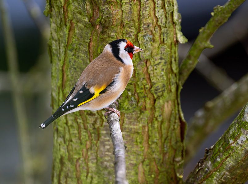 A goldfinch sitting on a branch by ManfredFotos