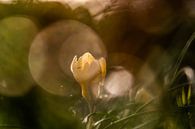 yellow bokeh crocus by Tania Perneel thumbnail