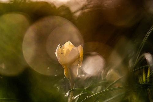 yellow bokeh crocus