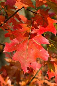 rood herfstblad van W J Kok