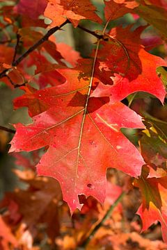 rotes Herbstblatt von W J Kok