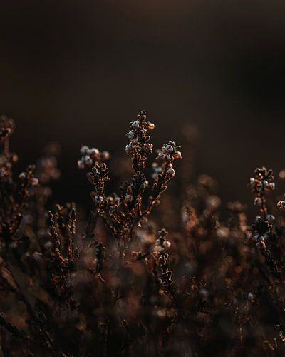 Heidegras in de avondzon