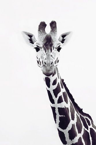 Giraffe Portrait