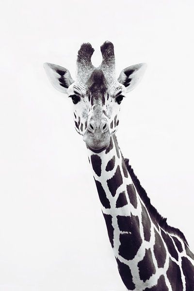 Giraffe Portrait by Monika Strigel