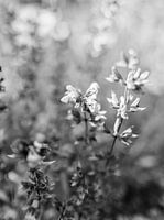 Mystical flower